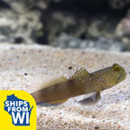  Captive-Bred Yellow Watchman Goby